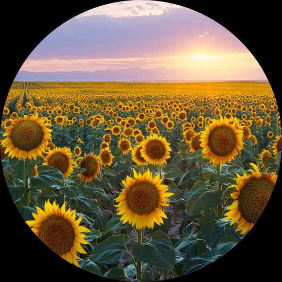 2140sunflower